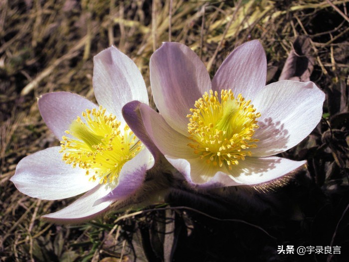 禅意感悟人生的经典句子,禅意人生感悟语录