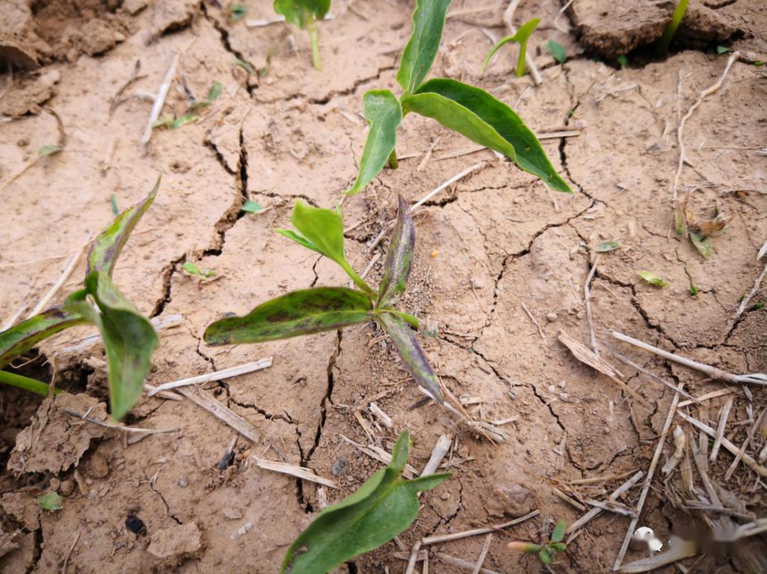 半夏出苗后用什么肥好,半夏出苗后需要打什么药