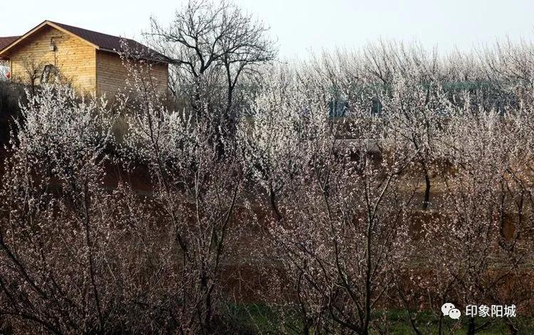 晋城哪里可以春游,晋城附近春游景点