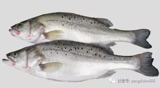 鱼虾混养的技术要点,鱼虾混养优缺点