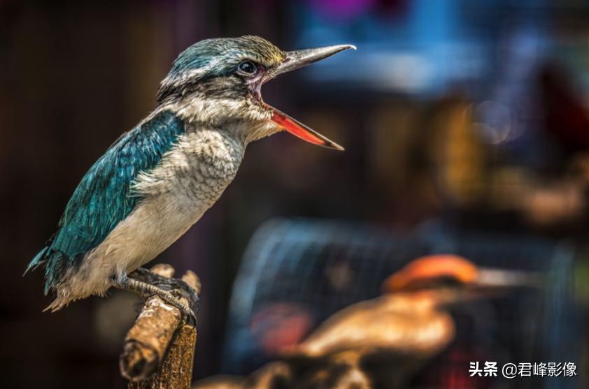 徕卡到底有多受欢迎,徕卡如何选择