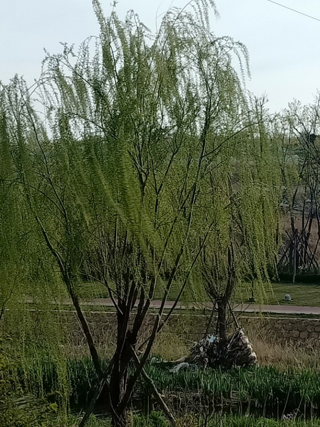 肝癌被称为癌中之王早期不易察觉,肝癌为什么不再是癌中之王