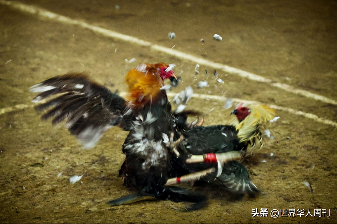 菲律宾斗鸡失误死亡,菲律宾斗鸡带刀杀死主人