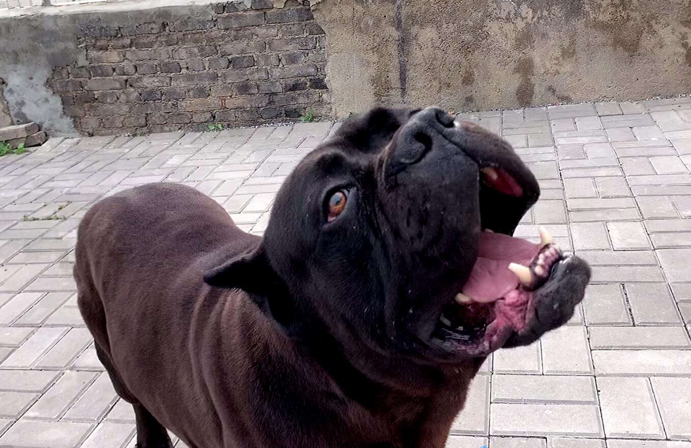 男人的最爱卡斯罗犬，它的事迹你了解吗？