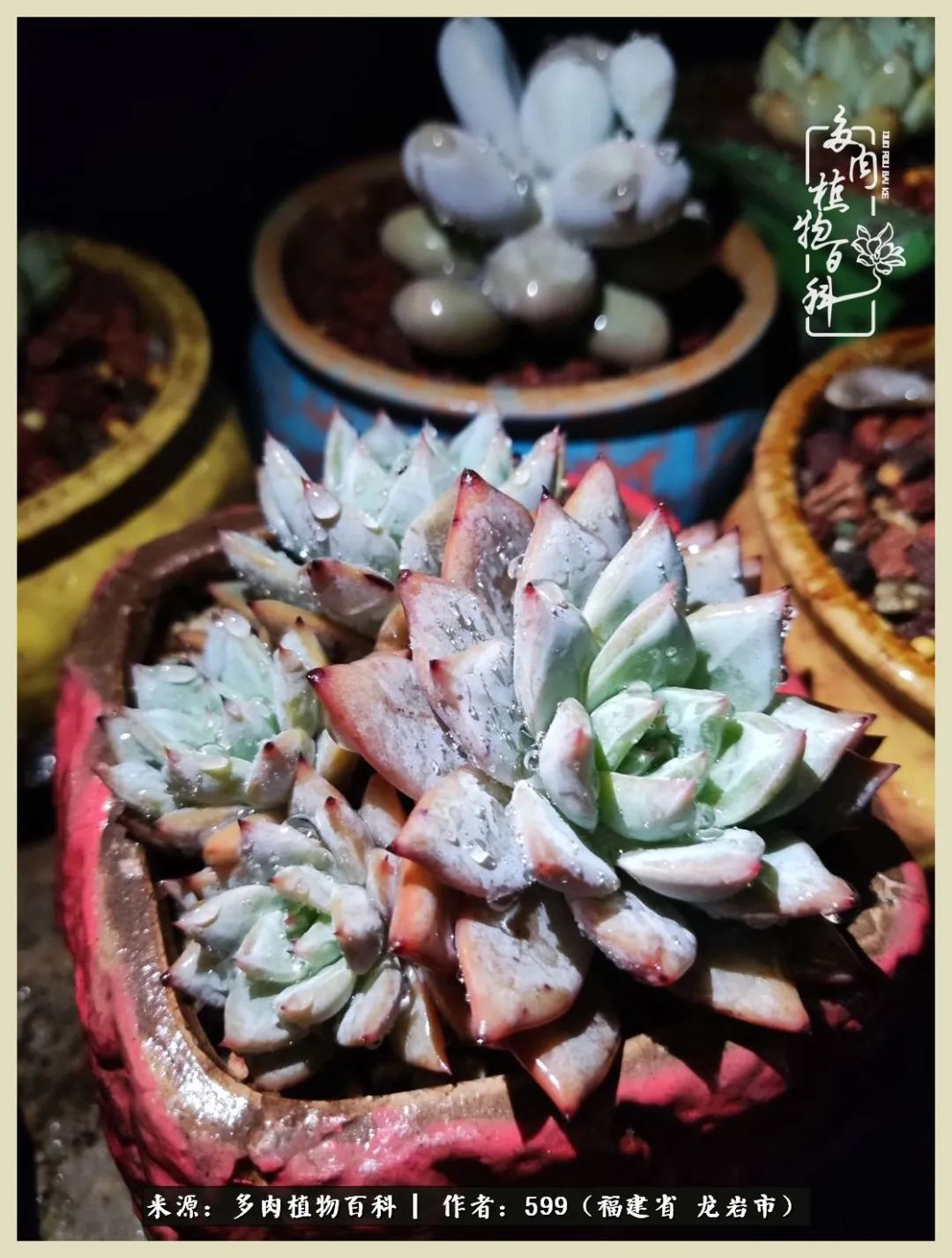 所有的热爱都不遗余力,所有的忙碌都是因为热爱