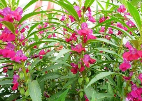 凤仙花可以用色素染色吗,凤仙花只有用来染指甲颜色吗