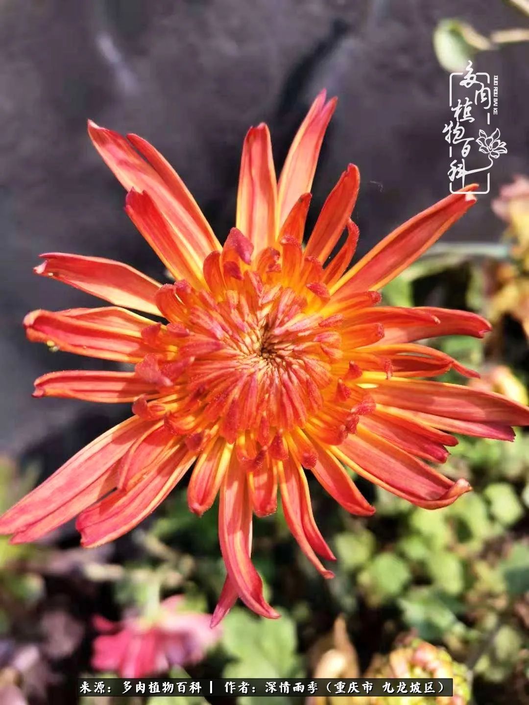 在重庆养多肉养的是一种信仰,重庆养多肉适合用什么土