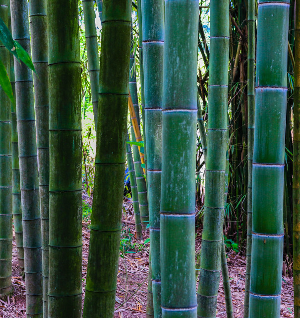 竹子成本低收益大,竹子的赚钱方法