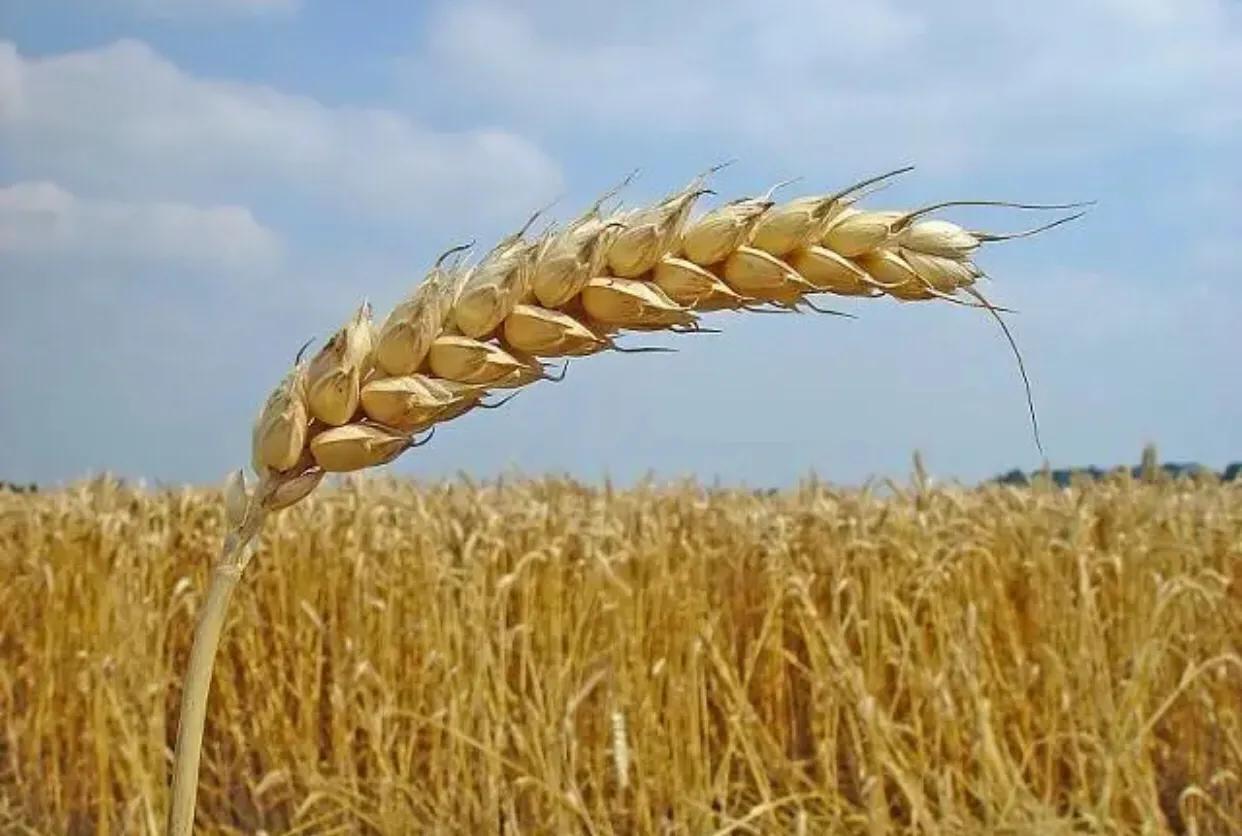 600元承包土地种小麦玉米划算吗,承包600亩地需要多少钱