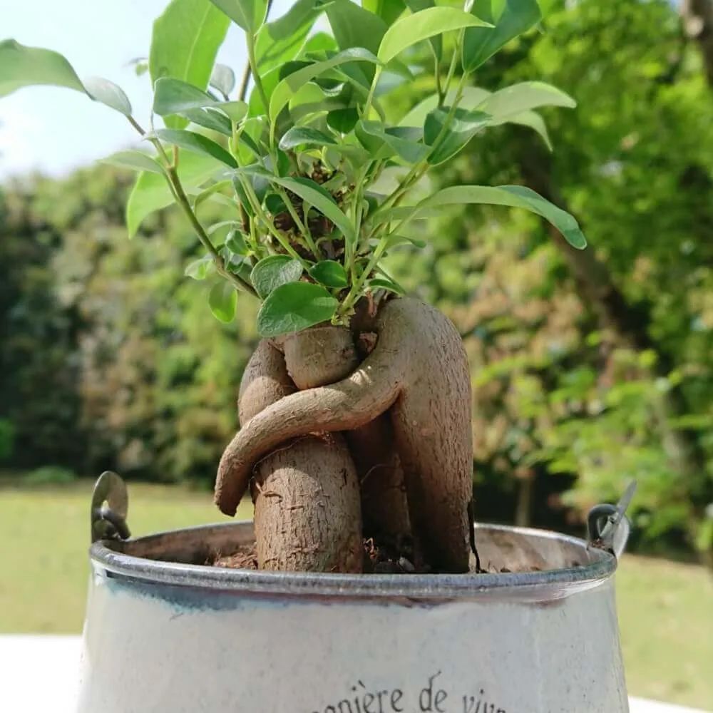 常见的榕属植物,美如画的树