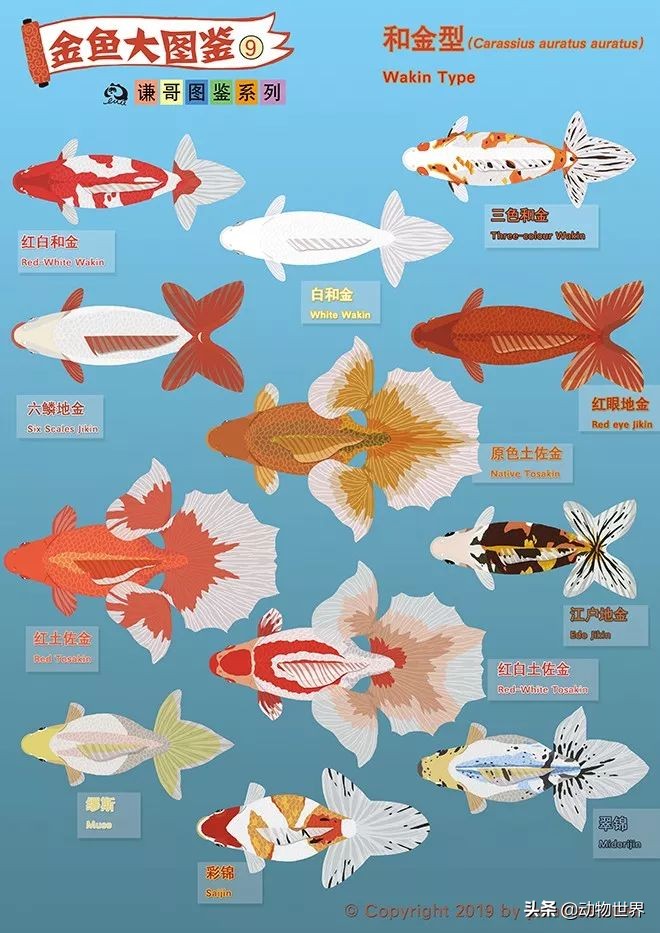 大金鱼品种及图片大全,体型较小的金鱼品种及图片