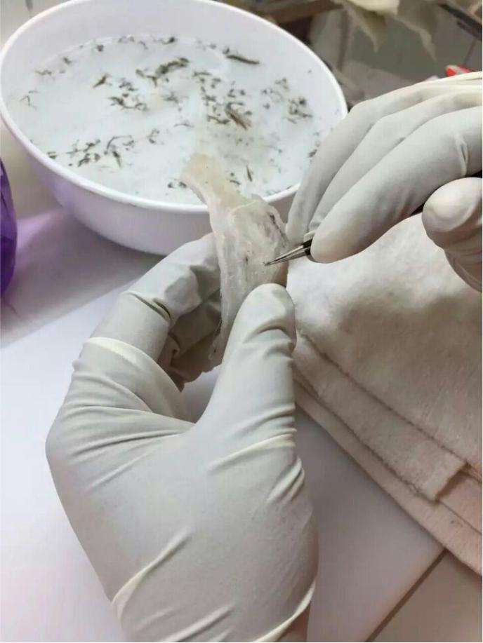 燕窝黑点怎样挑毛最快,燕窝毛怎么挑视频教程