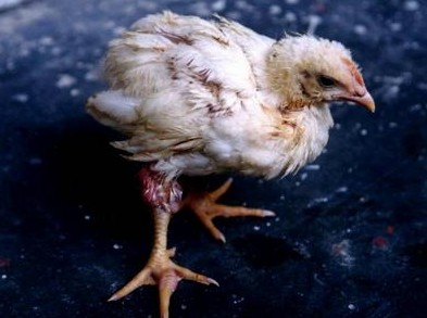 鸡大肠杆菌的治疗方法，鸡得了大肠杆菌怎么办？