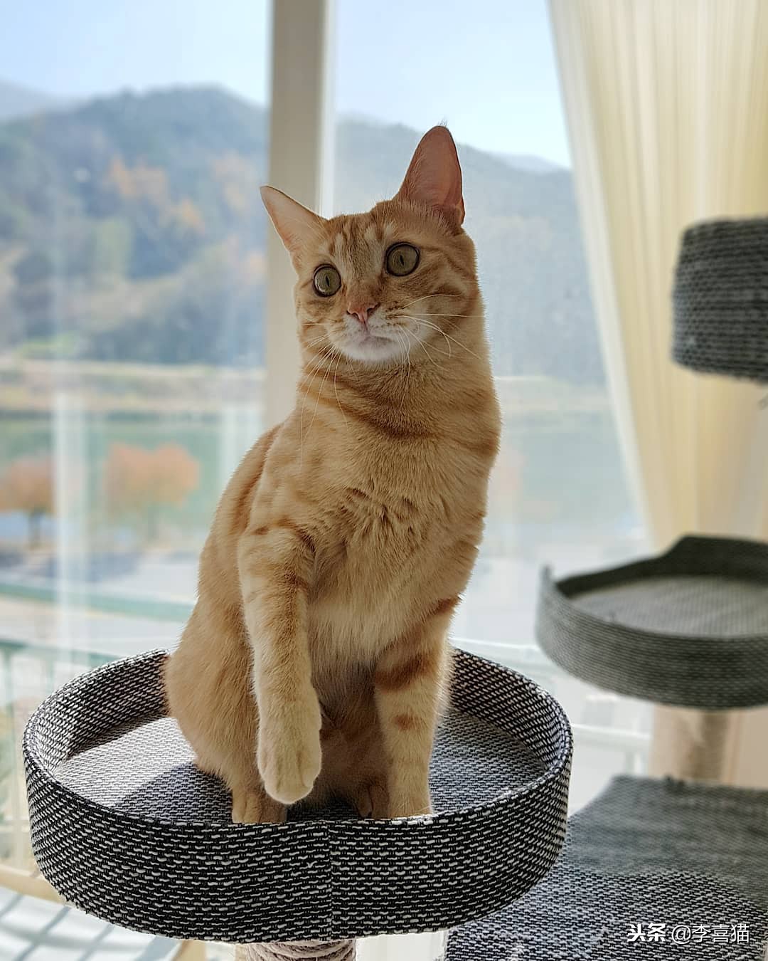 铲屎官们该怎样帮助猫咪过冬,小猫咪刚到新家需要铲屎吗