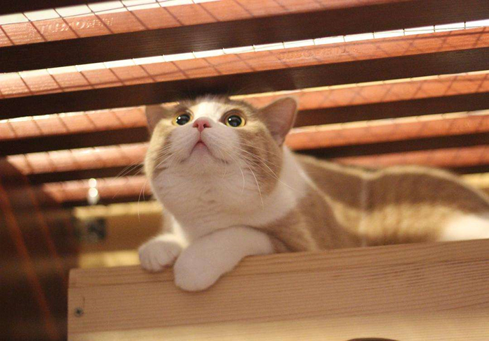 猫咪乱拉乱尿要去绝育吗,猫咪报复你的几个表现