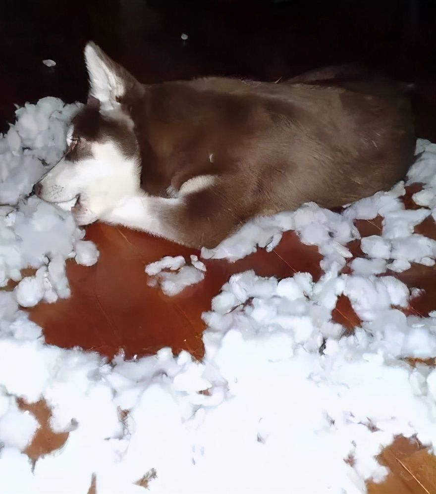 用土方法给狗狗治疗疾病的方法,专治狗狗不听话的土方法