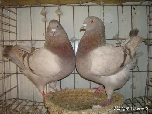 农村没技术适合干什么,没本钱没技术在农村怎么创业项目