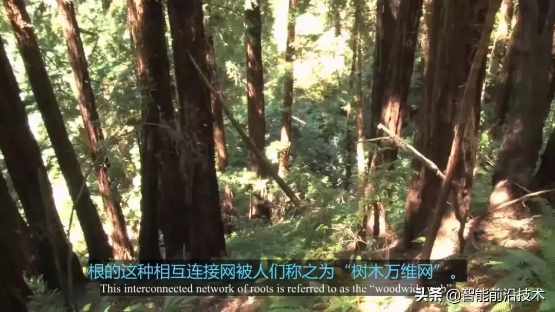 神奇“树联网”，地球本身是一个巨大的超生物体