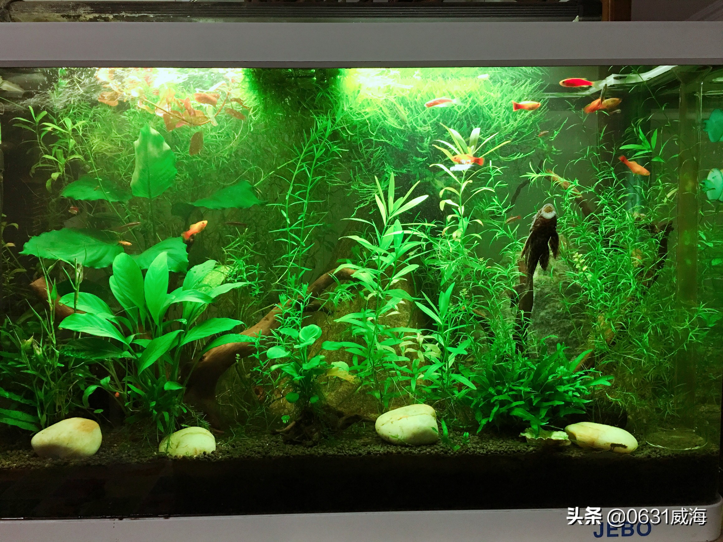 水草溶叶和温度有关吗,绿宫廷水草溶叶是怎么回事