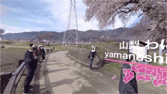 疫情期间为了赏樱花,憋坏了的日本人都想出了哪些另类方法?