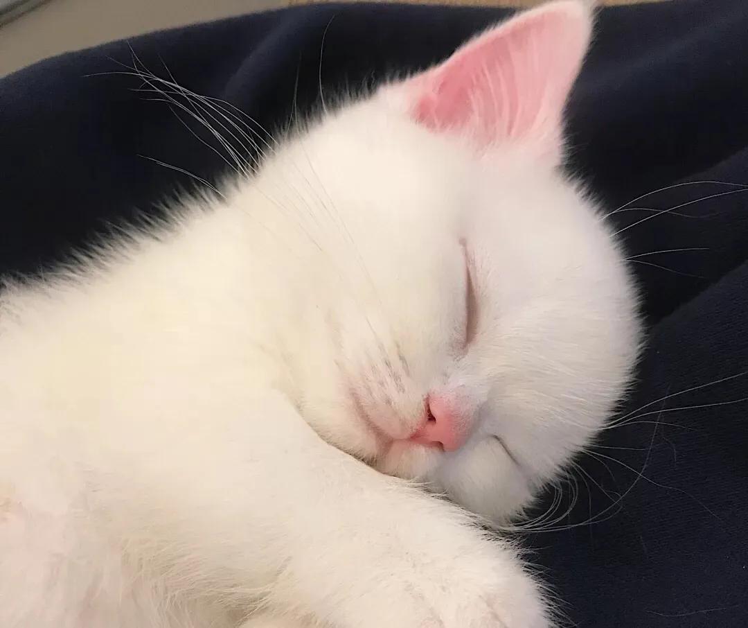 新手猫奴知识大全,猫奴初学者