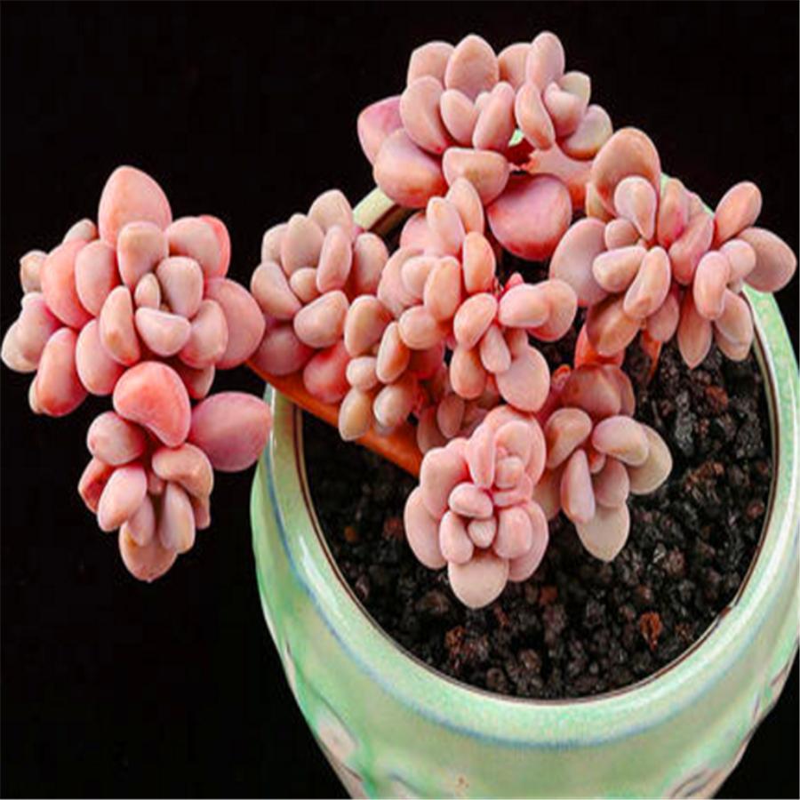 多肉艾伦斑怎么处理,多肉艾伦叶片有黑点是什么问题