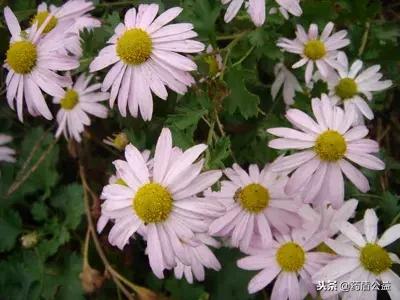 路边的小黄花又叫做什么,路边的小黄花好美