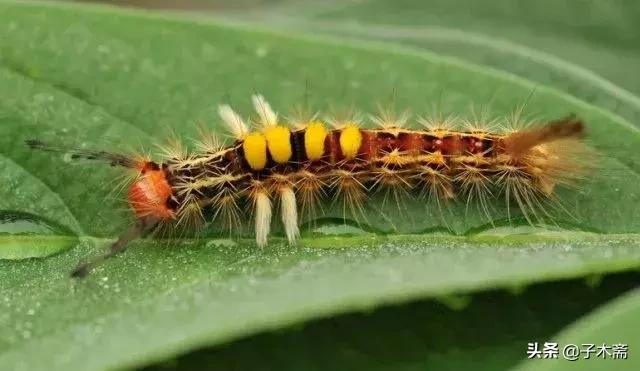 柑橘大实蝇和柑橘小实蝇常规虫害,柑橘虫害高清图谱及防治方法