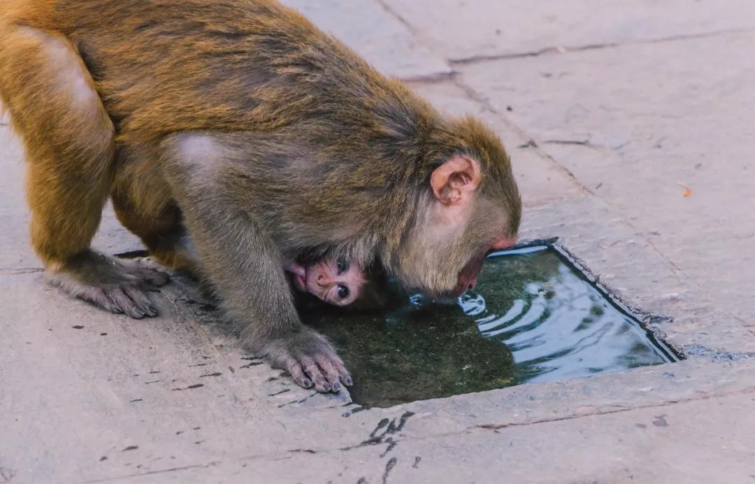 *局骗**和微笑,3000元带你体验双面尼泊尔