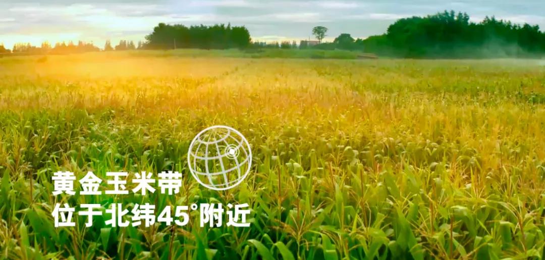 刀唛玉米油金装和普通装的区别,刀唛玉米油哪种质量最好