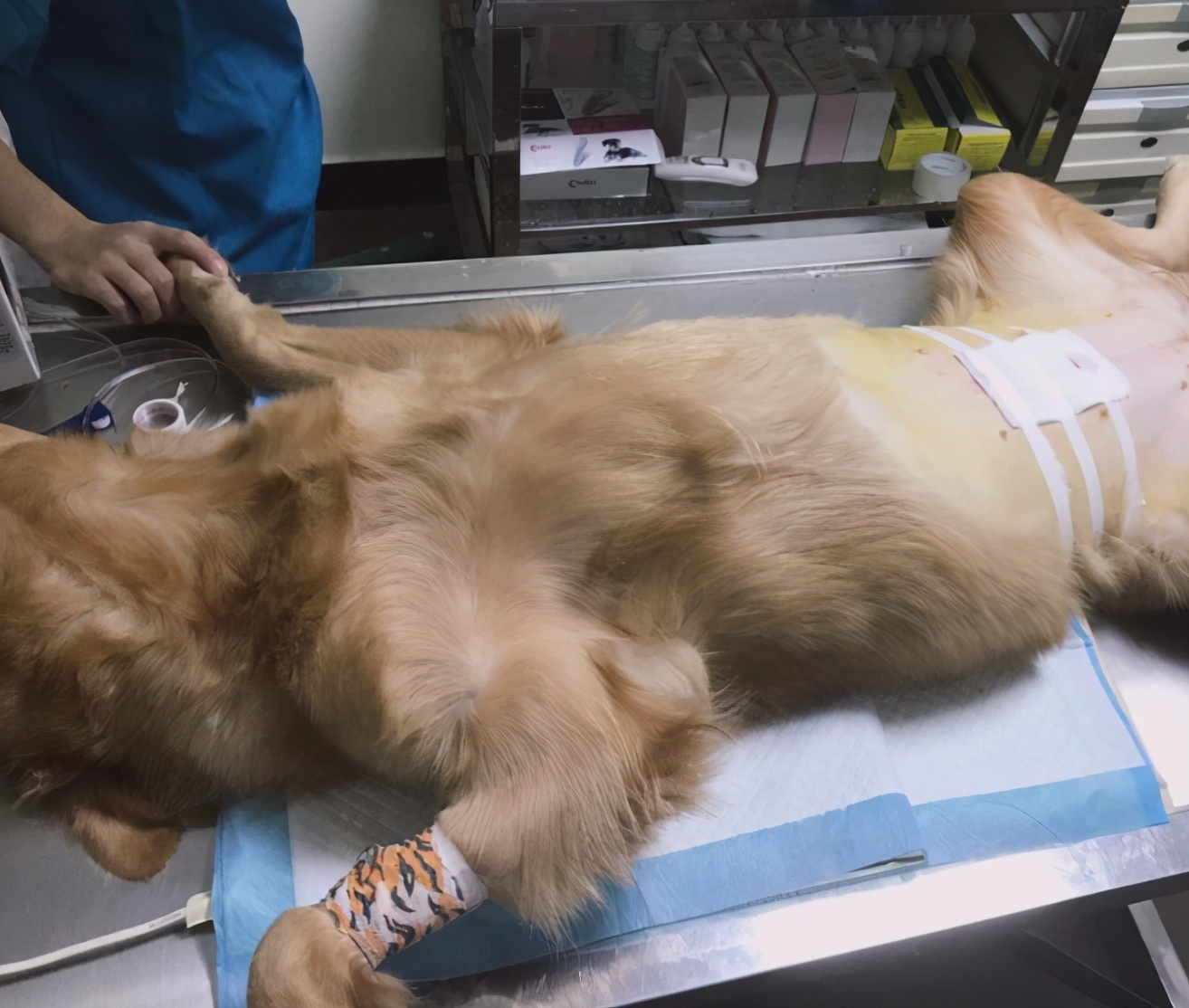 十大不建议养金毛犬的原因,养金毛犬要注意什么