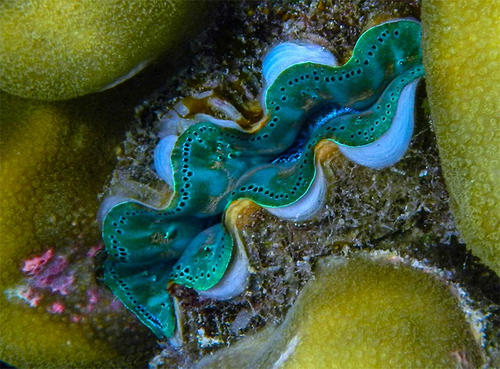 我的爱好之一是的英语,我的爱好之一是弹钢琴用英语怎么说