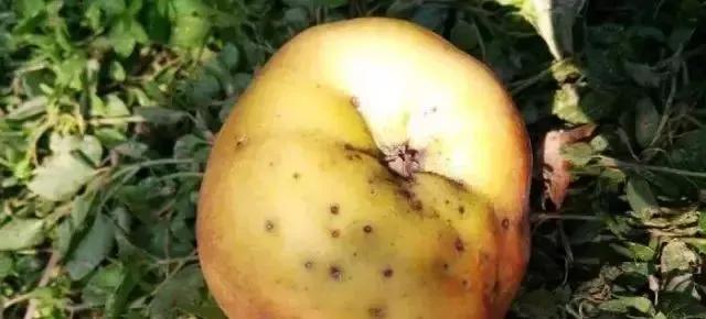 苹果树病虫害防治视频,苹果树病虫害全年防治大全