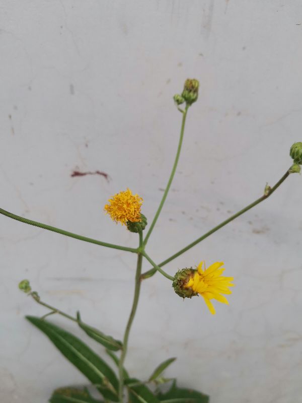 十种动植物名称及特征,动植物植物知识科普大全