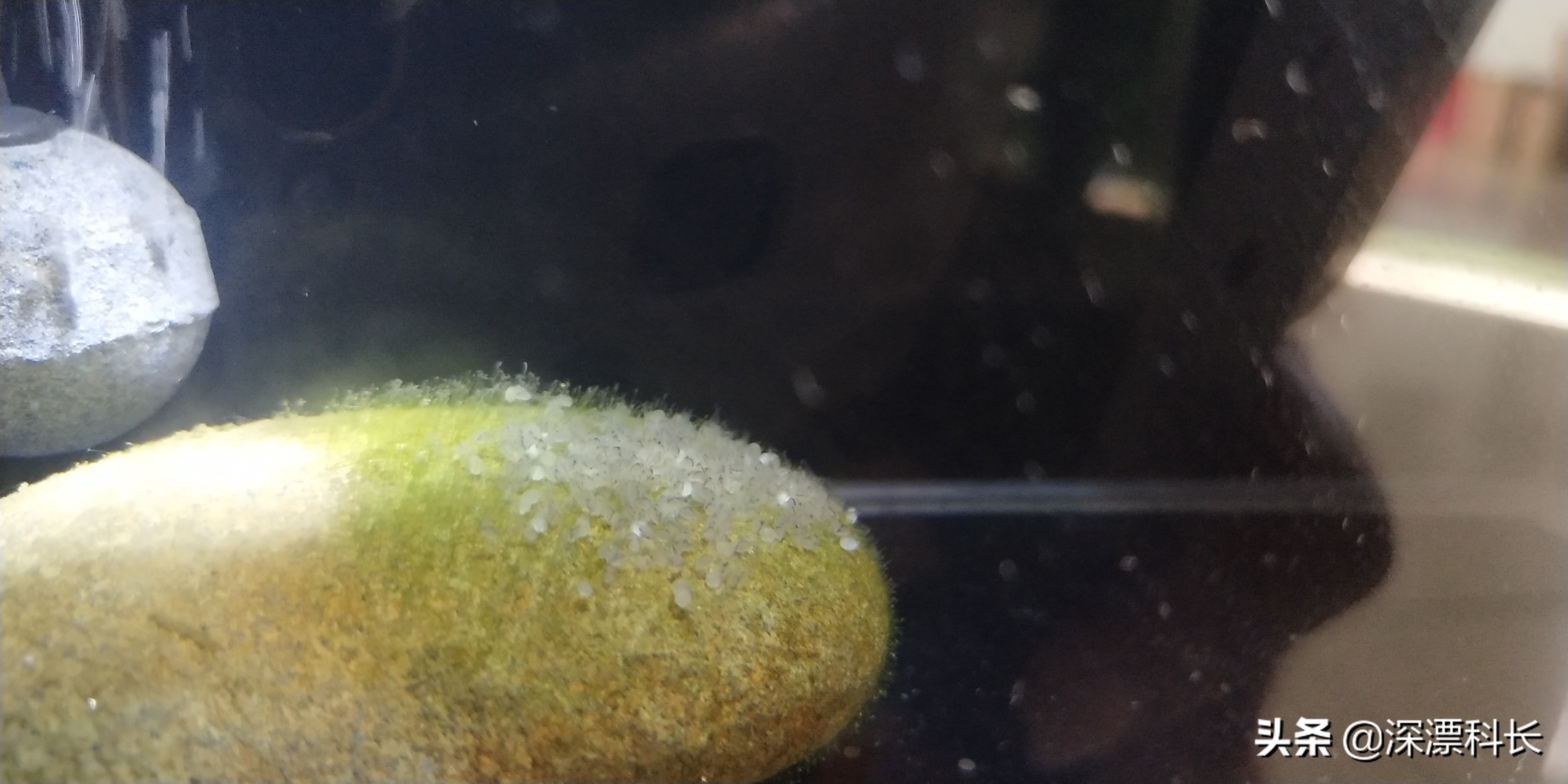 荷兰凤凰球和金波子哪个好养,金波子荷兰凤凰