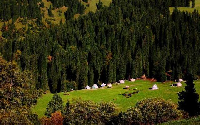 有哪些原始森林公园可以去玩,世界森林公园美景视频