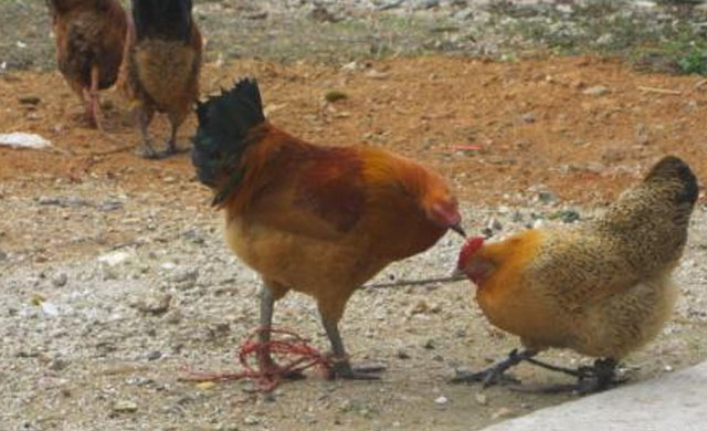 怎么防止鸡啄毛最好,鸡的啄癖症