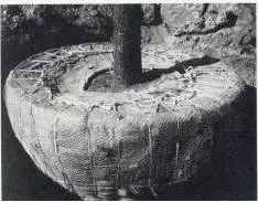 大树移植恢复要几年,大树移植根部的处理