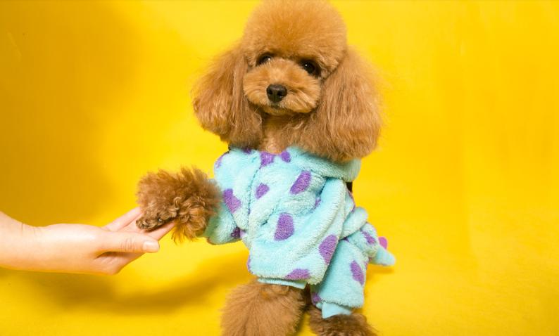 怎么了解泰迪的动作,泰迪的动作表达了什么