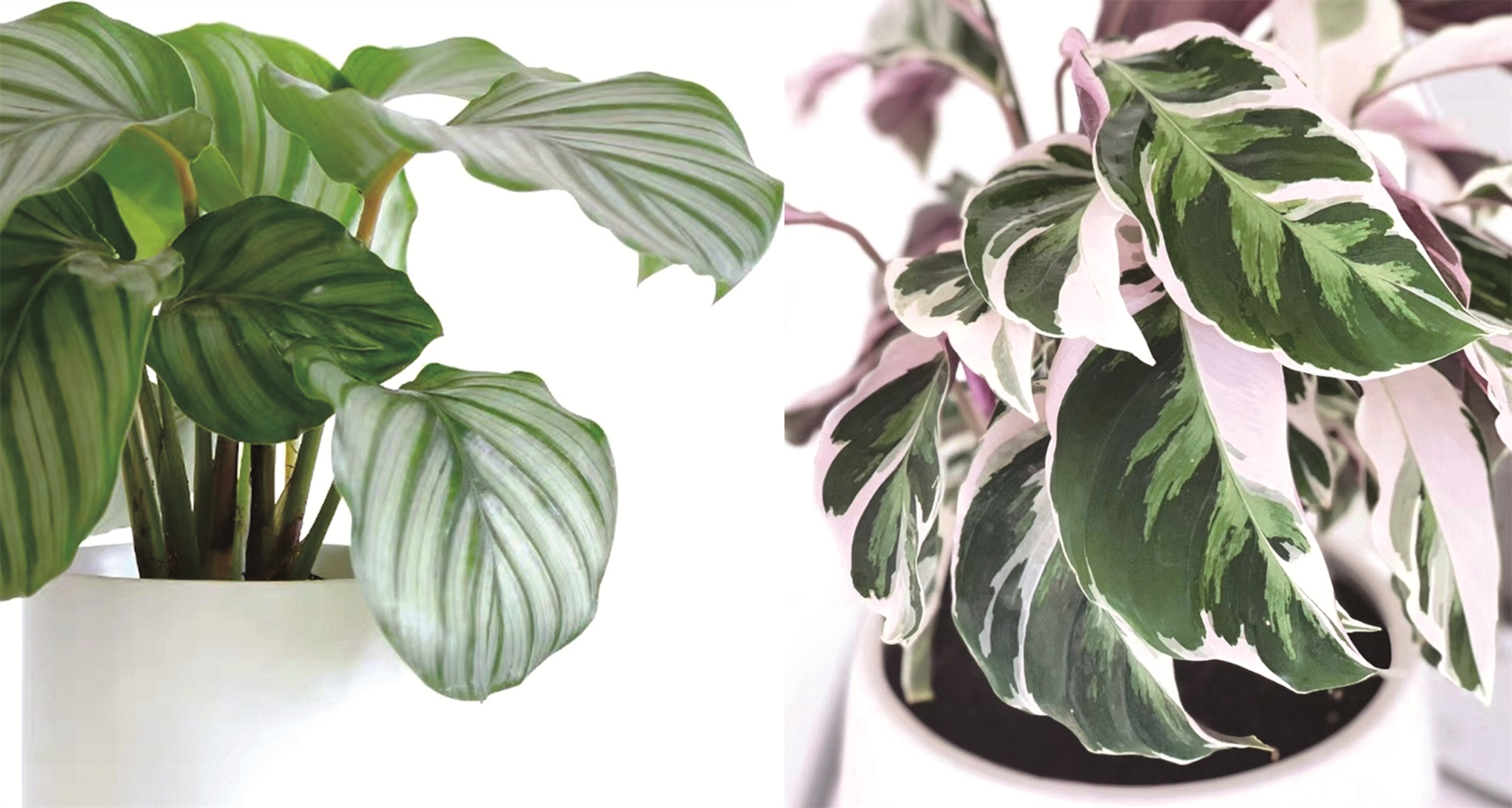 室内设计师常用软装绿植,软装师最爱的绿植