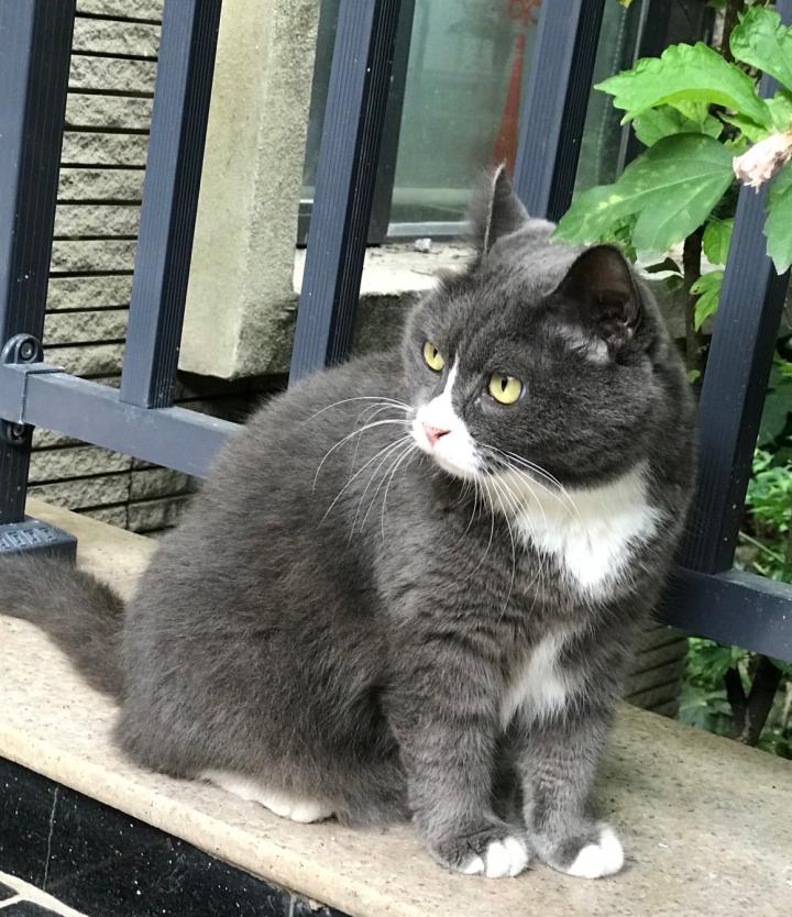 选猫粮看重什么品质的狗粮,选购猫粮看成分表最需要看什么