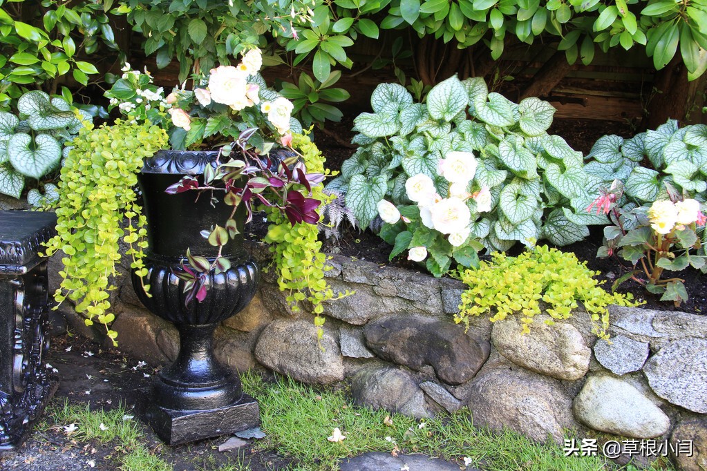 秋海棠的*粉白**病该如何防治？这几点很重要