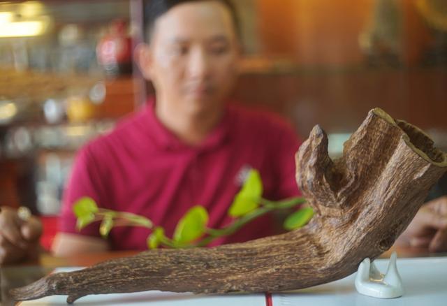 越南芽庄沉香与海南沉香的区别,越南沉香实地考察