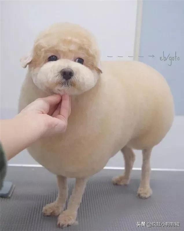 泰迪造型咩咩,泰迪可爱造型大全集