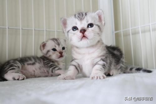 猫难产怎么挽救,猫难产是什么原因造成的