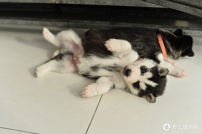 一次创世纪的生活体验—记哈士奇当妈妈