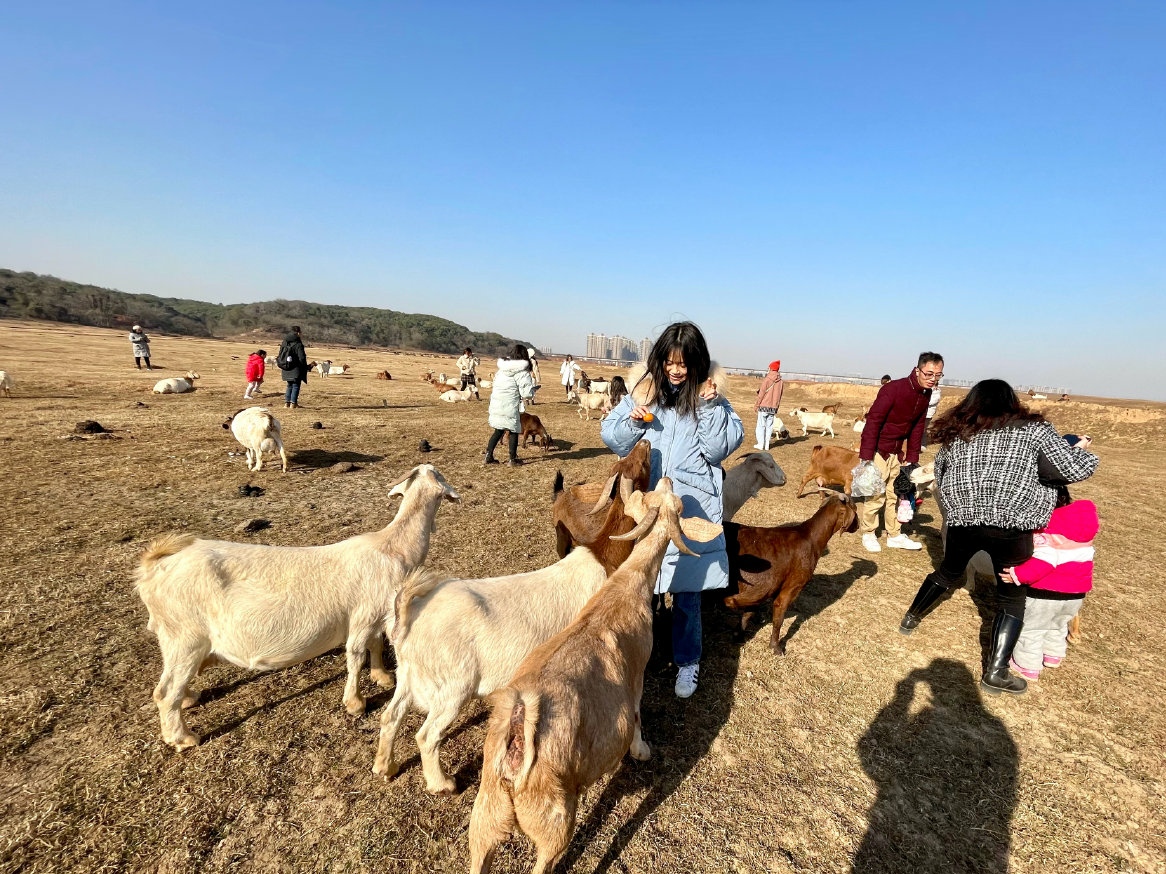 南昌这个小草原，可以近距离接触羊群，被称为“小呼伦贝尔”