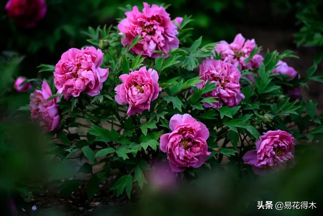 牡丹和观赏牡丹区别,牡丹的形态特征与什么花不同