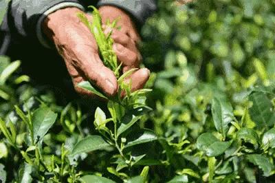 如何挑选西湖龙井茶,杭州西湖龙井茶价格