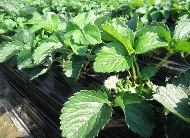 草莓打药后出现僵果怎么办,草莓控旺严重造成僵果怎么办